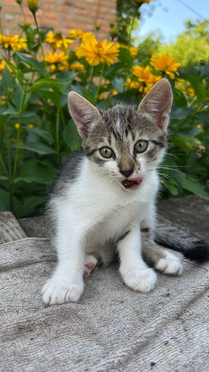 Отдам_ кошки_ котята_ кристи