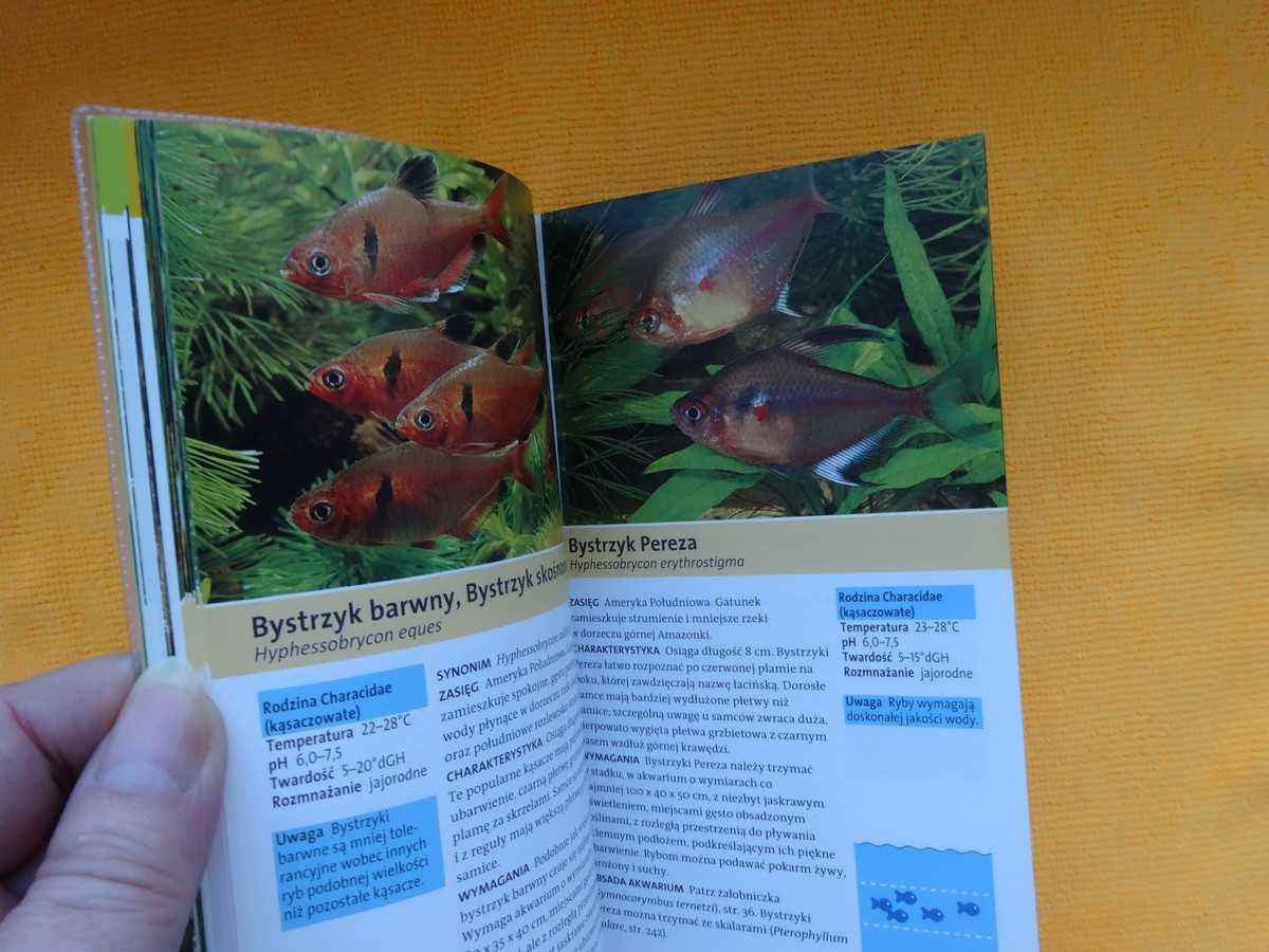 250 ryb akwariowych- Kothe _rozpoznawanie, wymagania, pielęgnacja NOWA