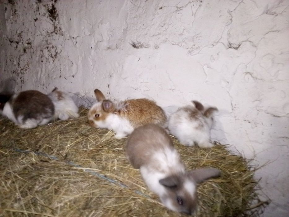 Продам Кроликов.