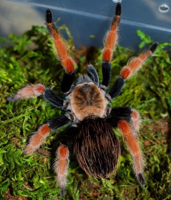 Brachypelma boehmei самка паука птицееда для новичков с доставкой