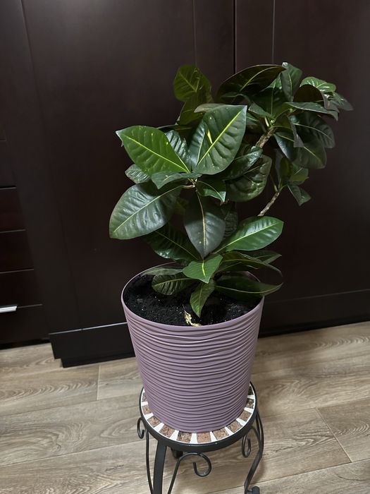 Продам дорослі Кротони