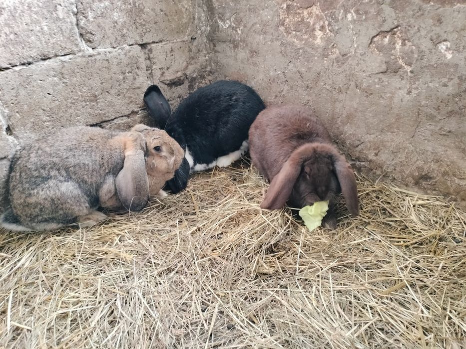 Królik Baran Francuski.