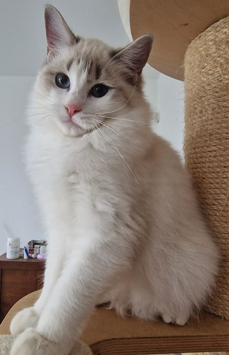 Koteczka Ragdoll blue bicolor lynx