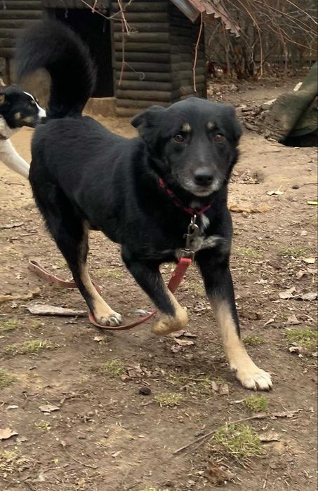 Lusia- piękna sunia szuka domu.