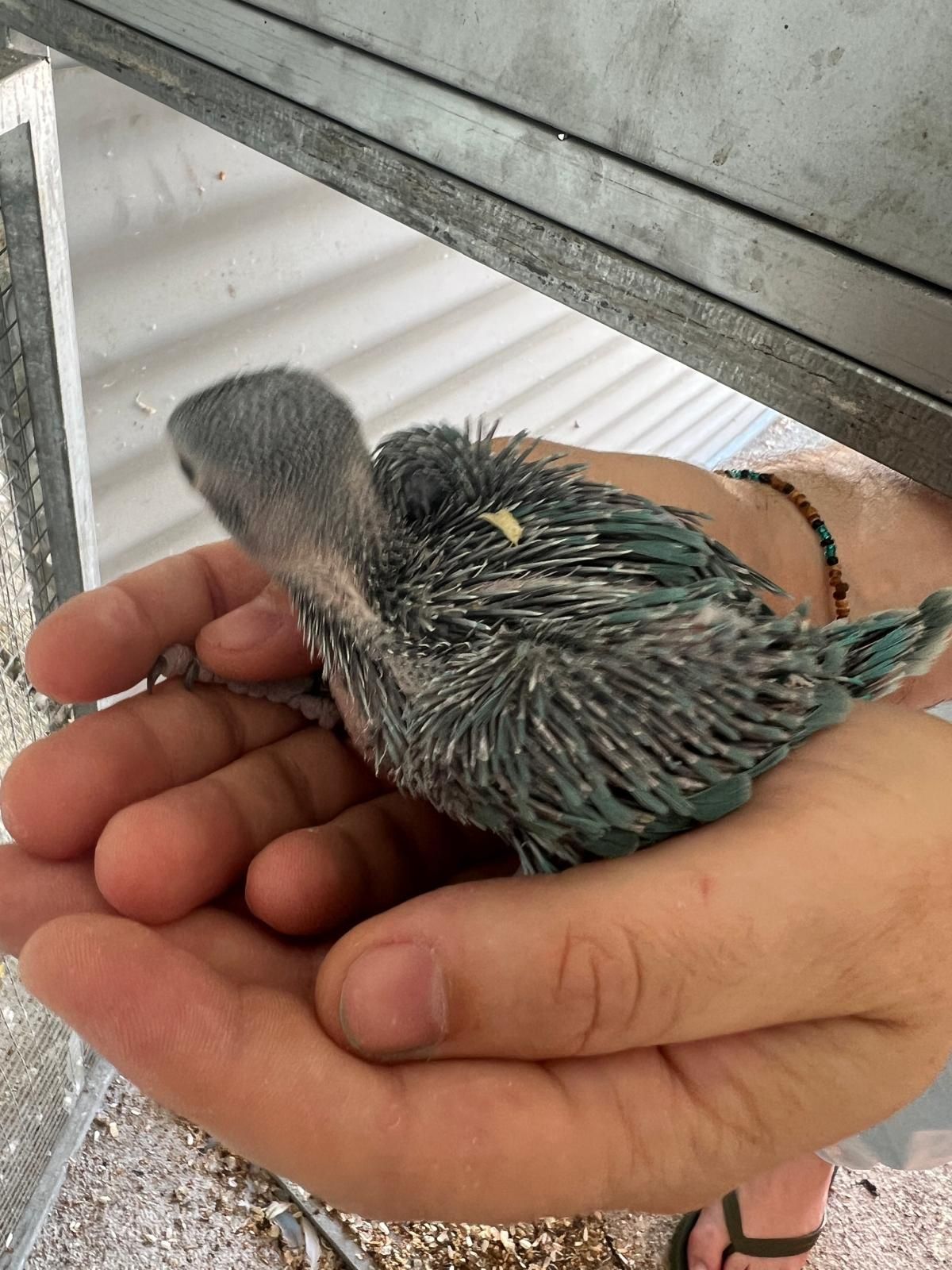 Ring necks para acabar de criar a mão