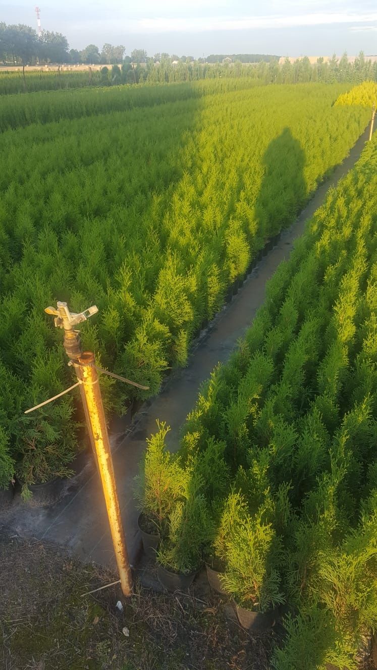 Tuja, tuje szmaragd wysokość 20-150cm od 3zł. Szkółka Krupocin.