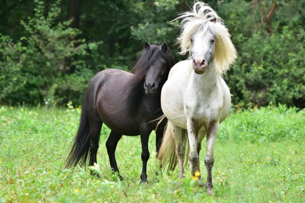 Kuc kucyk koń miniaturowy ogier z licencja rewelacyjny charakter