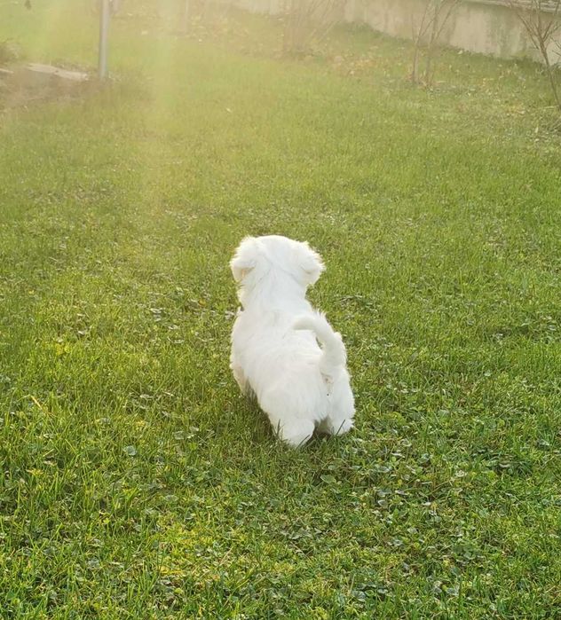 Super chłopiec rasy MALTAŃCZYK !!