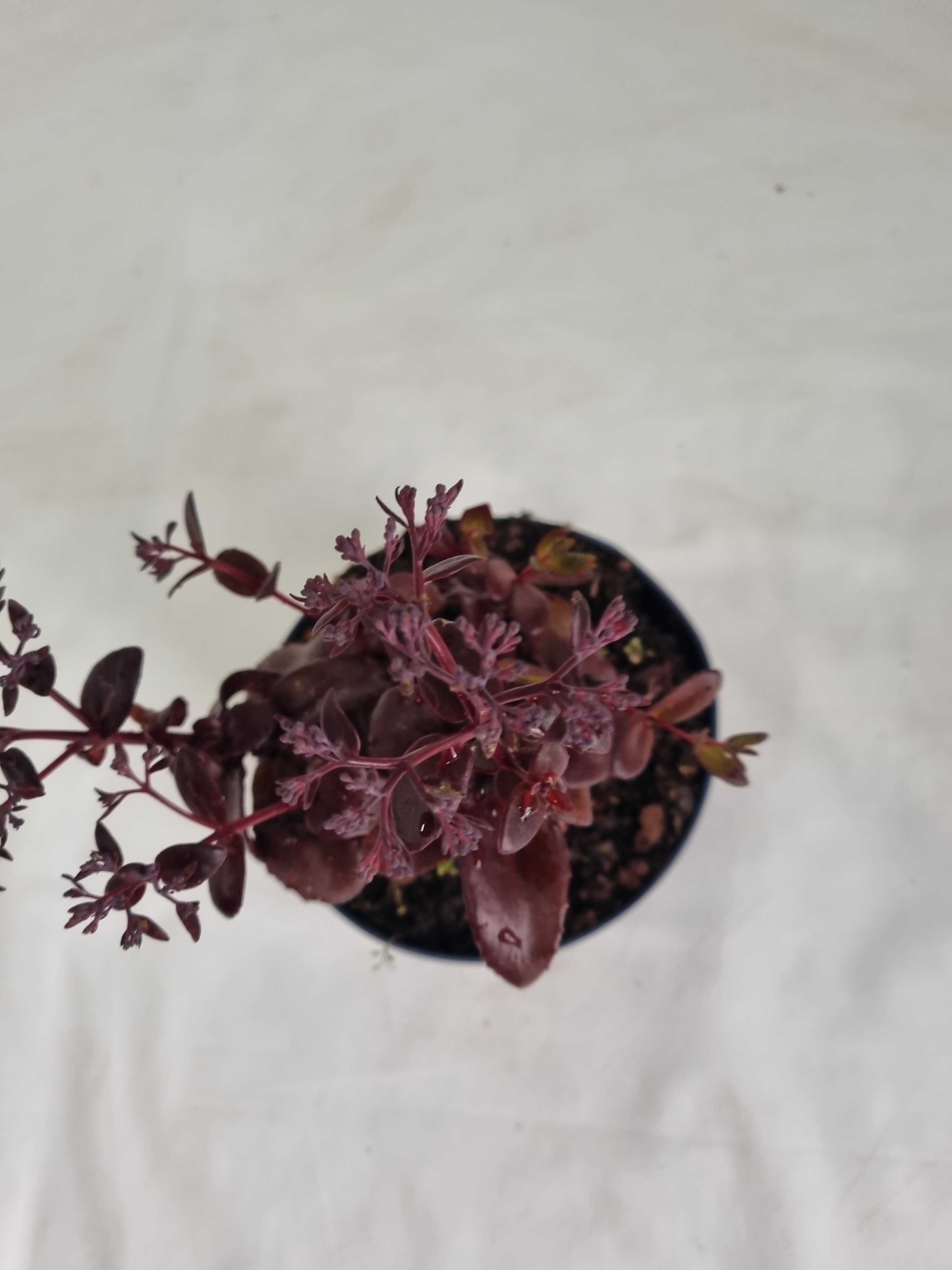Rozchodnik Okazały Fioletowy – Sedum spectabile, Wys. 30 cm, 2L