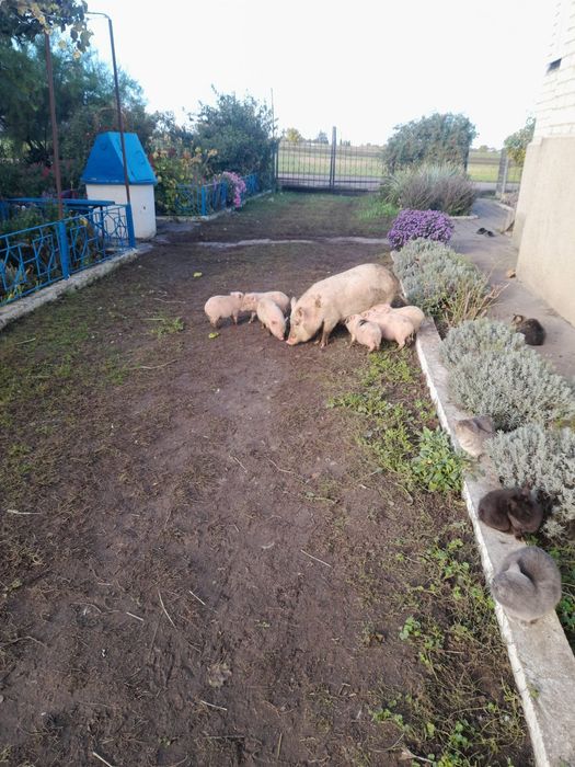 Продам в'єтнамських поросяток