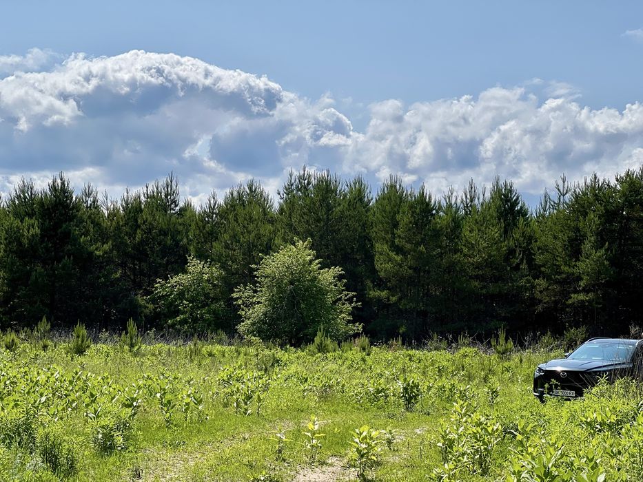 Велика земельна ділянка пай з лісом 16.37 га в Рівненській обл.