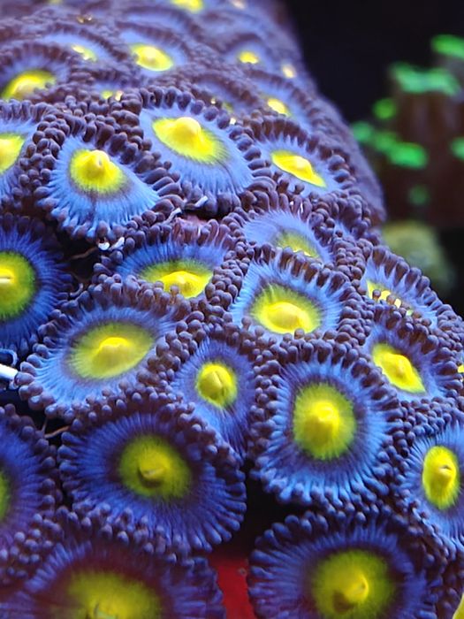 WWC AOI Zoanthus, Corais de Água Salgada