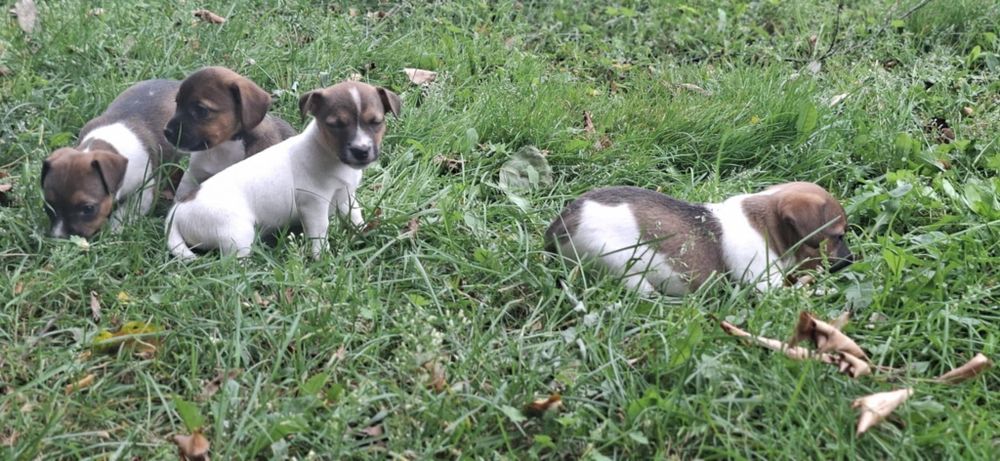 Jack Russell terrier z metryką