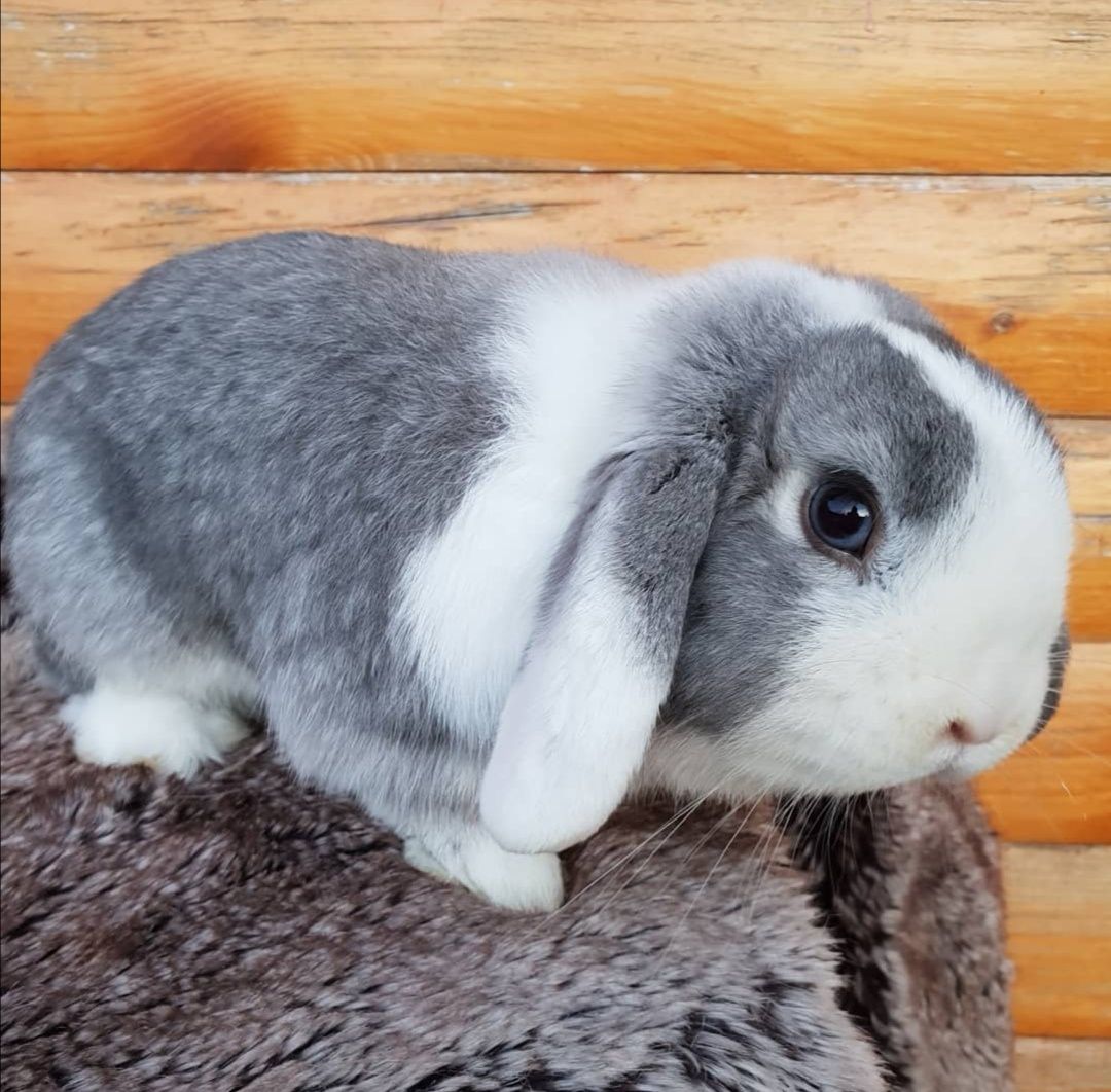 KIT Coelhos anões mini lop(orelhudos) muito inteligentes e dóceis