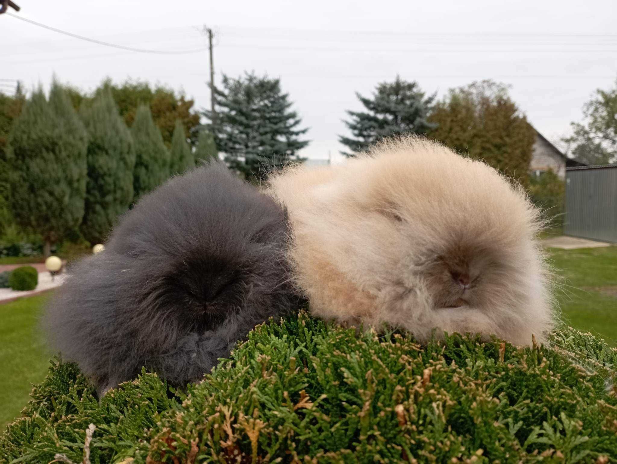 Mini lop karzełek Teddy hodowla zarejestrowana