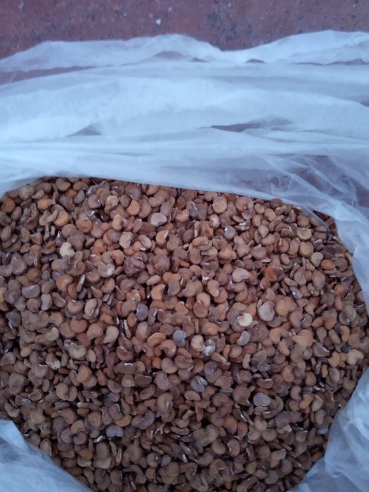 Продам семена датуры