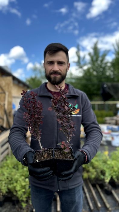 Саджанці барбарису Адмірейшн + Подарунок