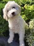 Goldendoodle Sunia  Hybryda ras
