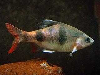 Brzanka pióropuszowa - Dawkinsia arulius - ARULIA - dowozimy, wysyłamy