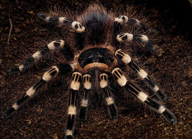 Acanthoscurria geniculata тарантул паук птицеед новичкам