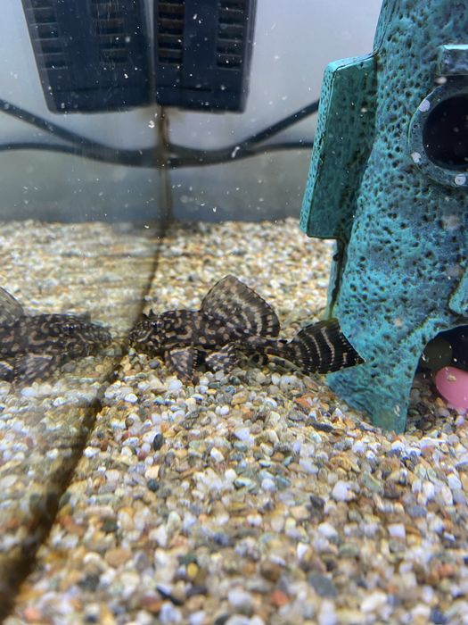 Aquario 60cm/equipamento/comida/decoracao/peixe