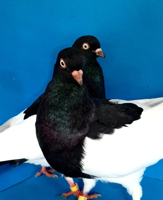 Malhado  da Hungria - Casal