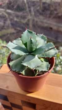 Agave Istmensis Агава Истменсис  compact form