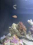Peixes palhacos (Amphiprioninae)