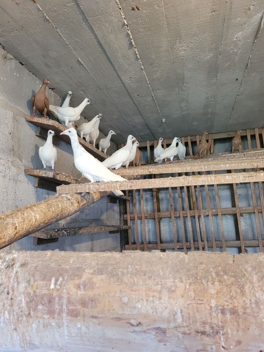 Gołębie srebrniaki perłowe wyloty białe ogony