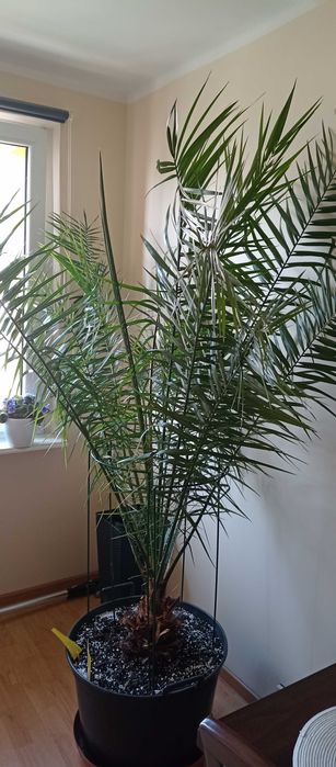 Sprzedam dużą,zdrową, zieloną palmę daktylową w donicy