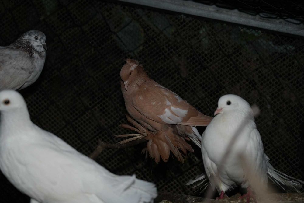 Vendo pombas rabo de leque, patos e garnizos
