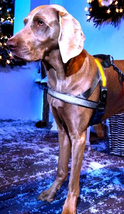 Szelki dla psa uprząż LED dla psa świecące szelki LED