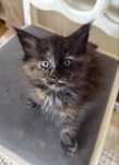 Kotka Maine Coon czarny szylkret