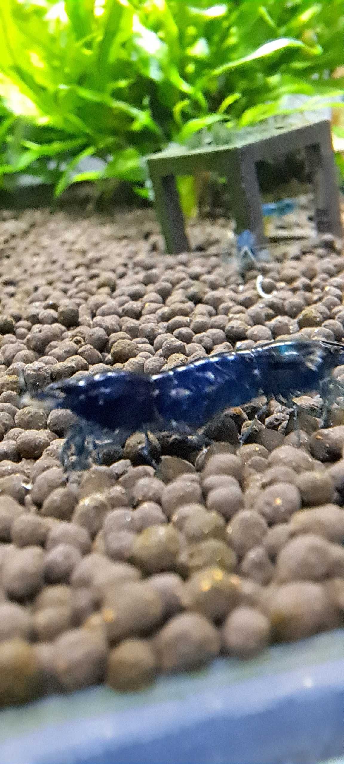 Krewetki Blue Velvet Neocaridina