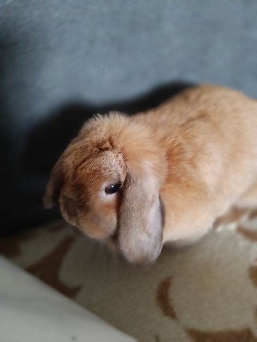 Króliczek miniaturka typu Chmurka