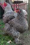 Aves Ornamentais Brahmas Barrado