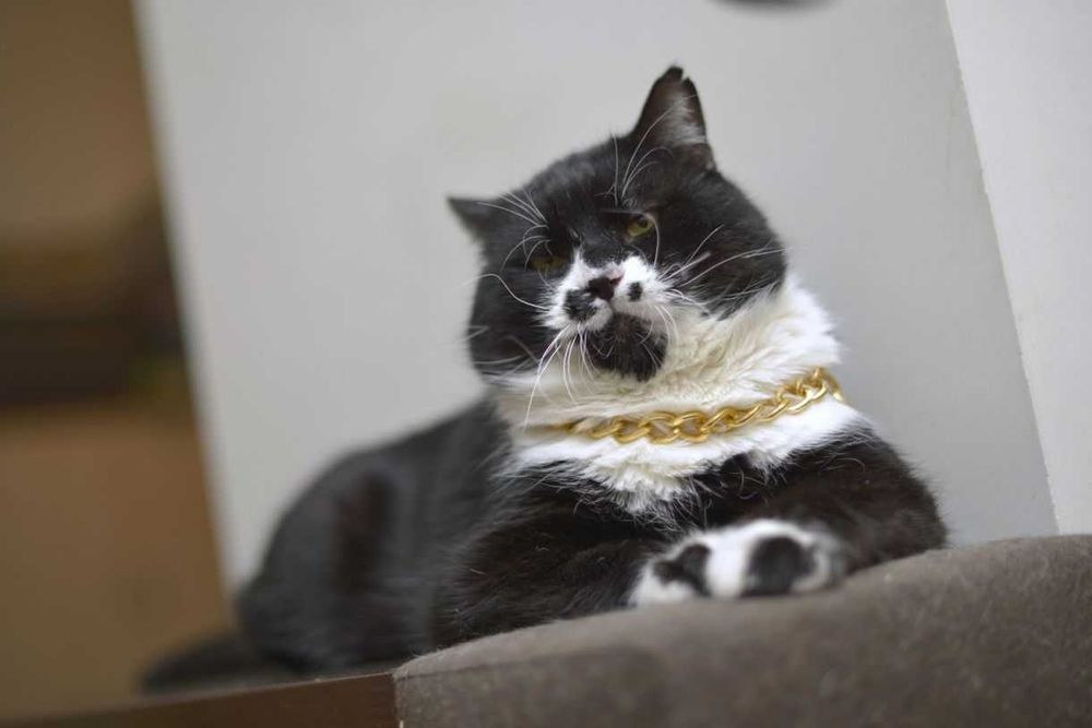 кот кастрир. умный, ласковый, молодой