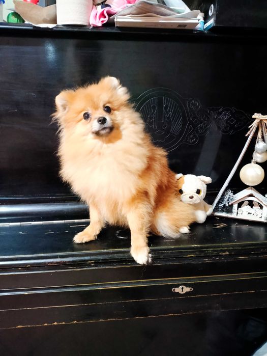 Шпіц дівчинка КСУ 10міс