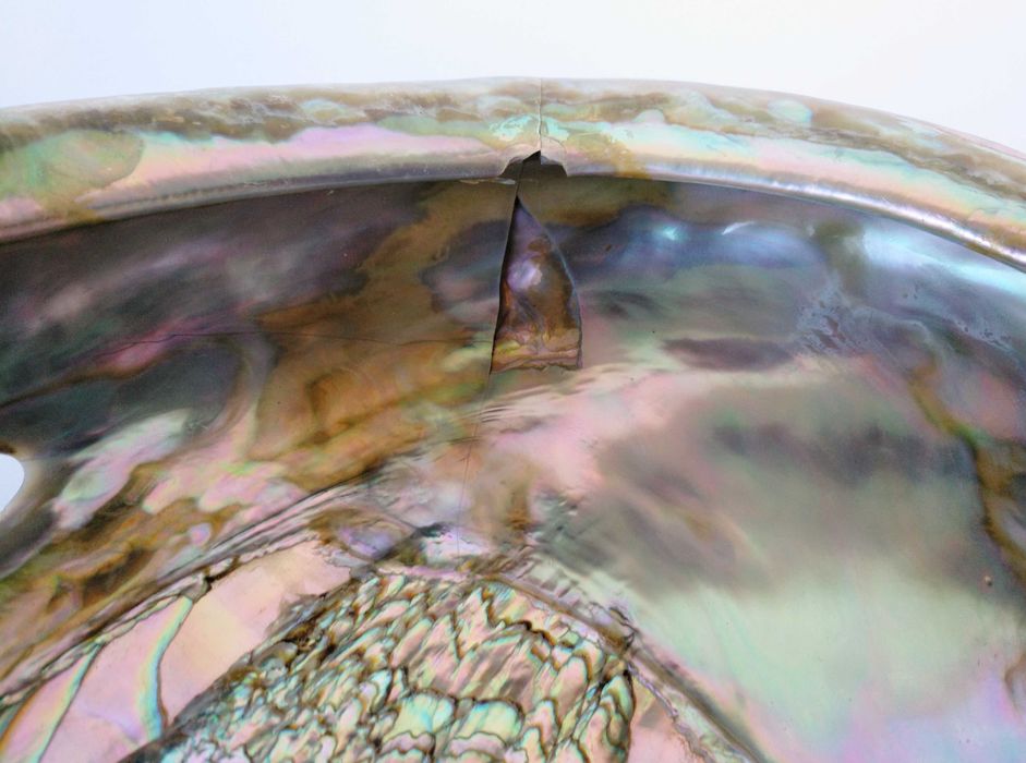 Concha natural Abalone Paua vintage