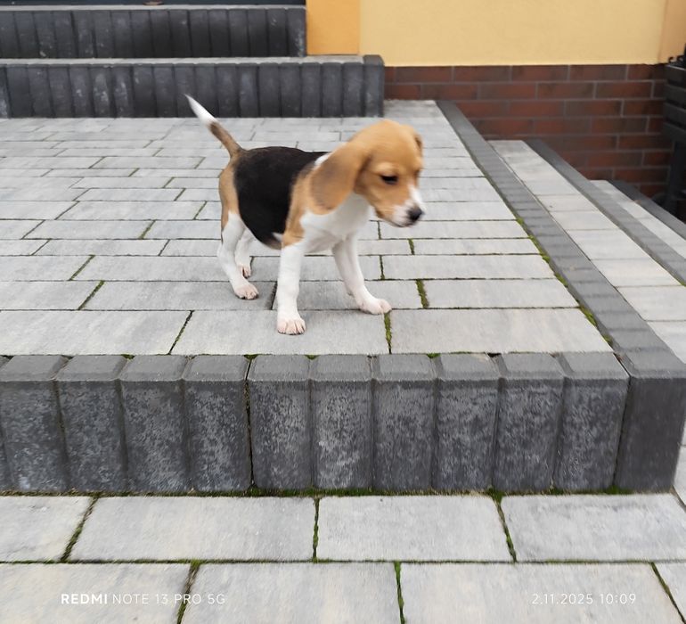 Suczka Beagle gotowa do odbioru metryka czip wyprawka 3 szczepienia