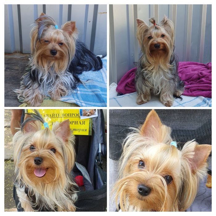 Подрощенные   ЙОРКШИРСКИЕ ТЕРЬЕРЫ ищут заботливую семью