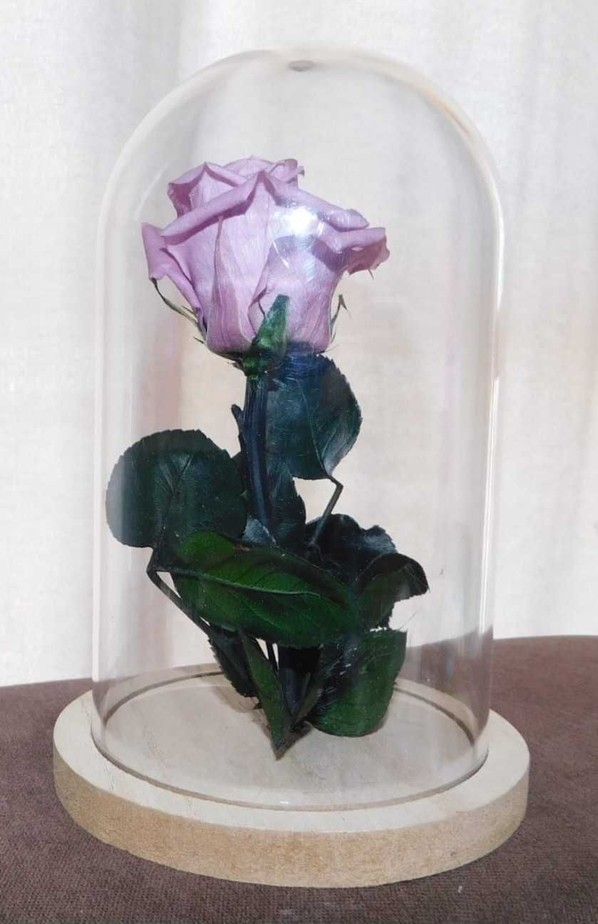 Rosas preservadas novas
