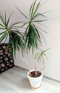 Duża roślina Dracena dracaena 150 cm