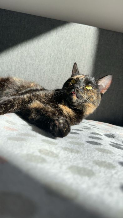 Oddam Kotke w dobre crece