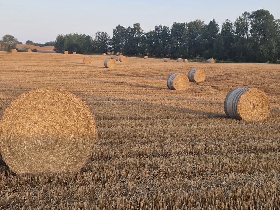 Słoma jęczmienna owsiana pszenna bele 150 duża kostka
