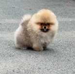 Maleńki miś mini pomeranian