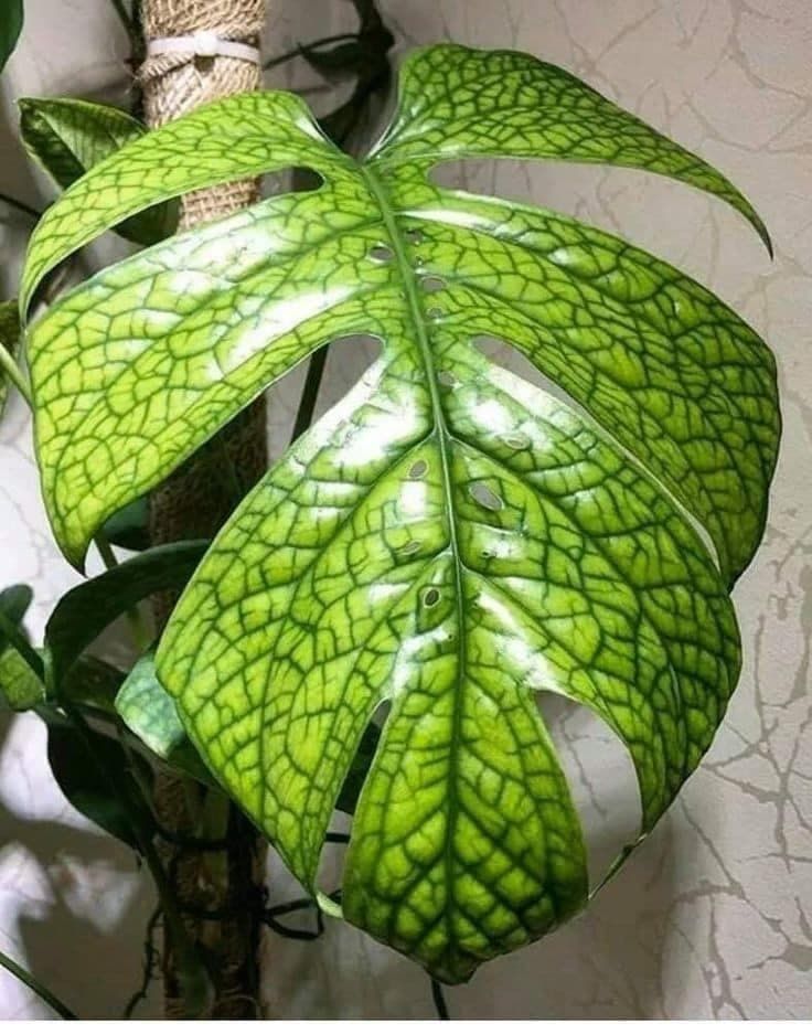 Amydrium Medium (Monstera Spiderman)