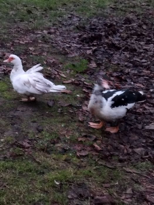 kaczki kaczory francuskie PIŻMOWE