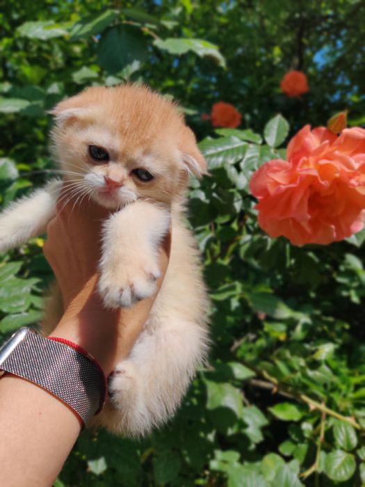 Котята золотая шиншилла.