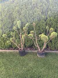 Dwa duze drzewka bonsai